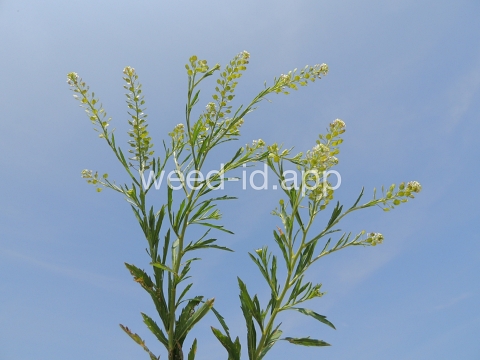 pepperweed, Virginia